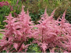 Астильба Арендса "Bressingham Beuaty" (Контейнер 2,0л)