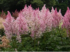 Астильба Арендса "Ice Cream" (Контейнер 2,0л)