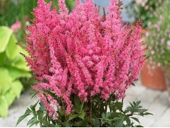 Астильба гибридная "Younique Pink" (Контейнер 2,0л)