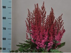 Астильба китайская "Lowlands Red" (Контейнер 2,0л)1792