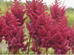 Астильба китайская "Mighty Red Quin" (Контейнер 2,0л)