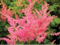 Астильба гибридная "Younique Cerise" (Контейнер 2,0л)