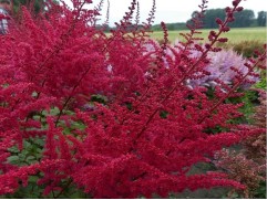 Астильба китайская "Red Skyscraper" (Контейнер 2,0л)