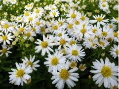 Астра кустарниковая "Schneekissen" (Контейнер 1,5л)