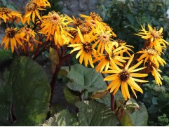 Бузульник зубчатый "Desdemona" (Контейнер 2,0л)