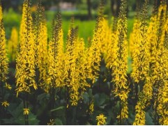 Бузульник Пржевальского (Контейнер 3,0л.)