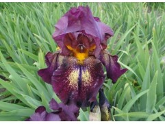 Ирис германский "Attention Please" (Контейнер 2,0л)