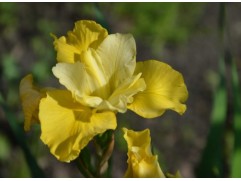 Ирис сибирский "Kiss The Girl" (Контейнер 2,0л)