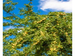 Алыча "Лодва"(Контейнер 5л.)