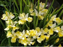 Ирис сибирский "Yellow Tail" (Контейнер 2,0л.)