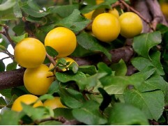 Алыча "Мара" (Контейнер 7,0л)