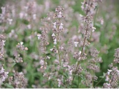 Котовник кистевидный "Amelia"  (Контейнер 1,5л)