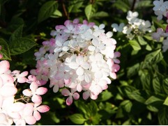 Гортензия метельчатая "Touch of Pink" (Контейнер 2,0л.)