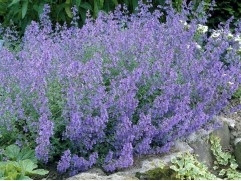 Котовник Фассена "Dropmore" (Контейнер 2,0л)