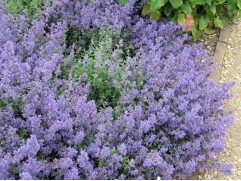 Котовник Фассена "Kit Cat"  (Контейнер 1,5л)