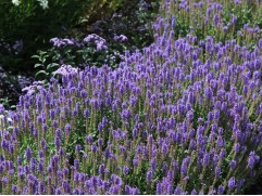 Шалфей дубравный "Blauhugel" (Контейнер 2,0л)