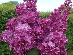 Сирень обыкновенная "Знамя Ленина" штамб  (Контейнер 5,0л)