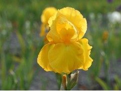 Ирис германский "Golden Apple" (Контейнер 2,0л)