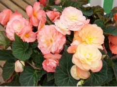 Бегония клубневая "Fortune Salmon Bicolour" (Контейнер 0,5л)