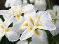 Ирис японский "Ensata Gold Bound"  (Контейнер 2,0л)