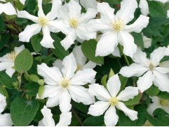Клематис  "White Arabella", Integrifolia, 2-3 группа (Контейнер 2,0л)