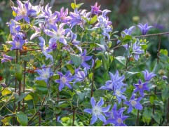 Клематис "Blue River", Integrifolia,  3-группа (Контейнер 2,0л)