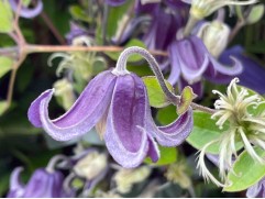 Клематис   "Fascination", Integrifolia, 3-группа (Контейнер 2,0л)