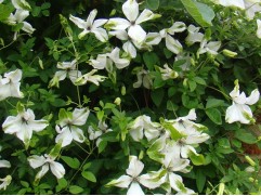 Клематис  "Alba Luxurians", Viticella, 3-группа (Контейнер 2,0л)