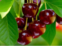 Вишня Дюк "Кормилица" (Контейнер 7,0л.)