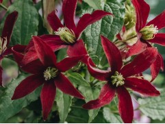 Клематис "Glorius Red", Viticella, 3-группа (Контейнер 2,0л)