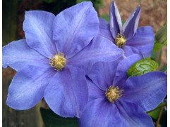 Клематис  "Fujimusume", гибридный, 2-группа (Контейнер 2,0л)