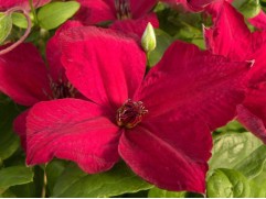 Клематис "John Howels" , Viticella, 3-группа (Контейнер 2,0л)