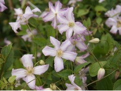 Клематис "Little Nell", Viticella, 3-группа (Контейнер 2,0л)