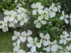 Клематис "Maria Cornelia", Viticella, 3-группа (Контейнер 2,0л)