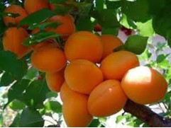 Абрикос "Викинг" (Контейнер 5,0л.)