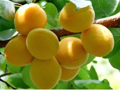 Абрикос "Жигулевский Сувенир" (Контейнер 5,0л.)