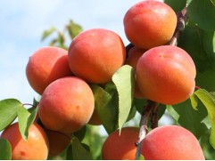 Абрикос "Краснощекий" (Контейнер 7,0л.)