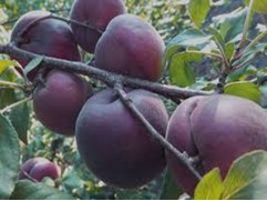 Абрикос "Черный бархат" (Контейнер 7,0л.)