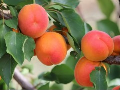 Абрикос "Хард Гранд" (Контейнер 7,0л.)