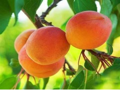 Абрикос "Ульянихинский" (Контейнер 7,0л.)