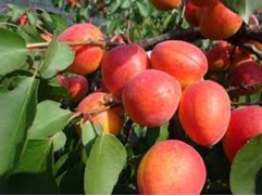 Абрикос "Сын Краснощекого" (Контейнер 7,0л.)