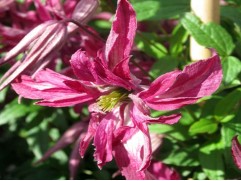 Клематис "Rosalyn", Viticella, 3-группа (Контейнер 1,5л)