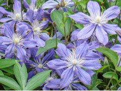 Клематис  "Arabella", Integrifolia, 3-группа (Контейнер 2,0л)