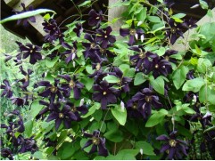 Клематис "Black Prince", Viticella, 3-группа (Контейнер 2,0л)