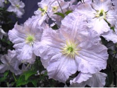 Клематис "Blekitny Aniol", Viticella, 3-группа (Контейнер 2,0л)