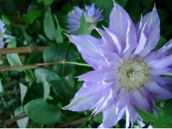 Клематис  "Blue Diamond", крупноцветковый, 2-группа (Контейнер 2,0л)