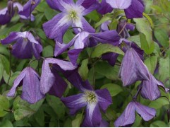 Клематис "Little Bas", Viticella, 3-группа  (Контейнер 1.5л)