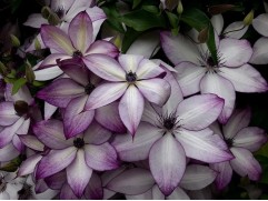 Клематис "Fond Memories", крупноцветковый , 3-группа (Контейнер 2,0л)