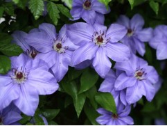 Клематис  "Hybrida Sieboldii", крупноцветковый, 2-группа (Контейнер 2,0л)