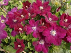 Клематис  "Rouge Cardinal",Жакмана, 3-группа (Контейнер 2,0л)